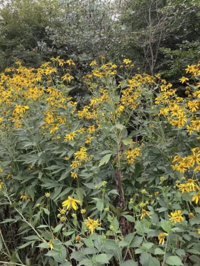 Prospect Park - Brooklyn, NY