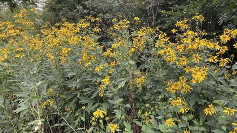 Prospect Park - Brooklyn, NY