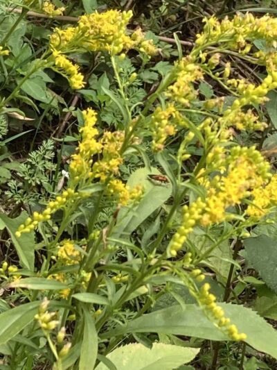 Prospect Park - Brooklyn, NY