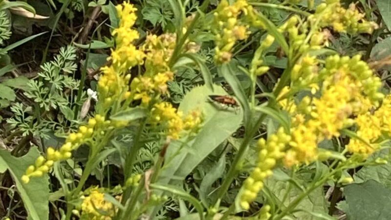 Prospect Park - Brooklyn, NY