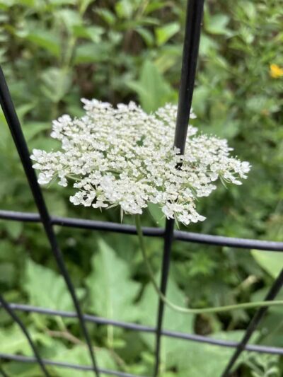 Prospect Park - Brooklyn, NY