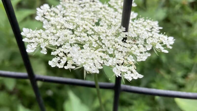 Prospect Park - Brooklyn, NY