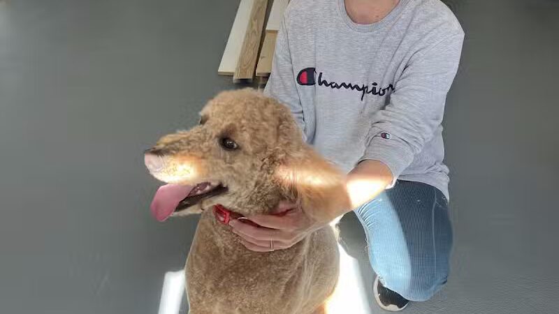 PWA Puppy Spa - Brownville, NE