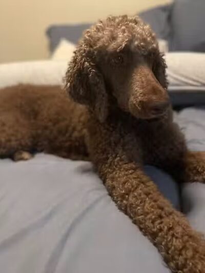 PWA Puppy Spa - Brownville, NE