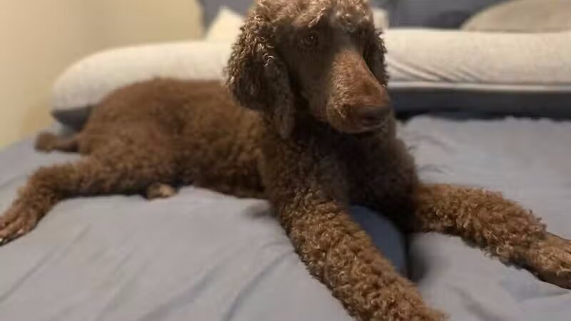 PWA Puppy Spa - Brownville, NE