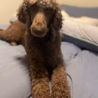 PWA Puppy Spa - Brownville, NE