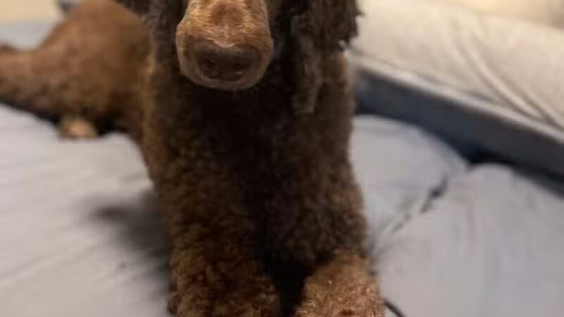 PWA Puppy Spa - Brownville, NE