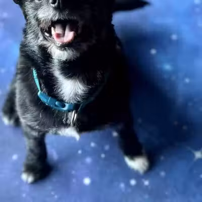 PWA Puppy Spa - Brownville, NE