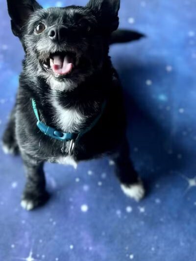 PWA Puppy Spa - Brownville, NE