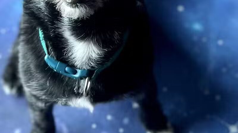 PWA Puppy Spa - Brownville, NE