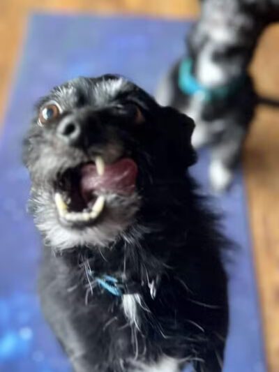 PWA Puppy Spa - Brownville, NE