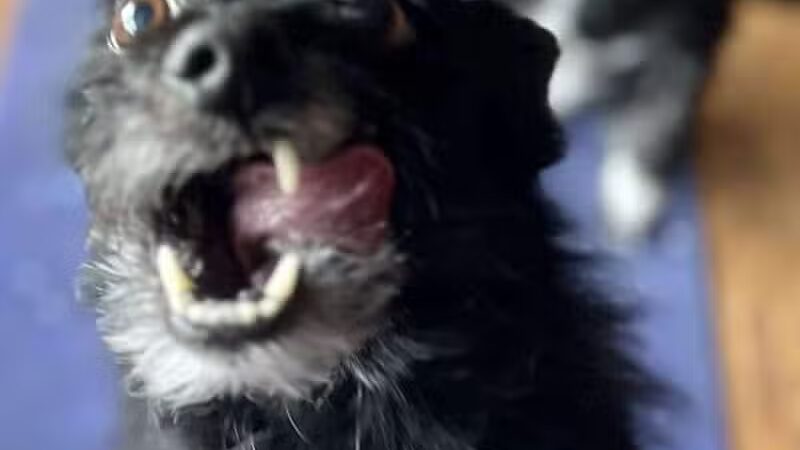 PWA Puppy Spa - Brownville, NE