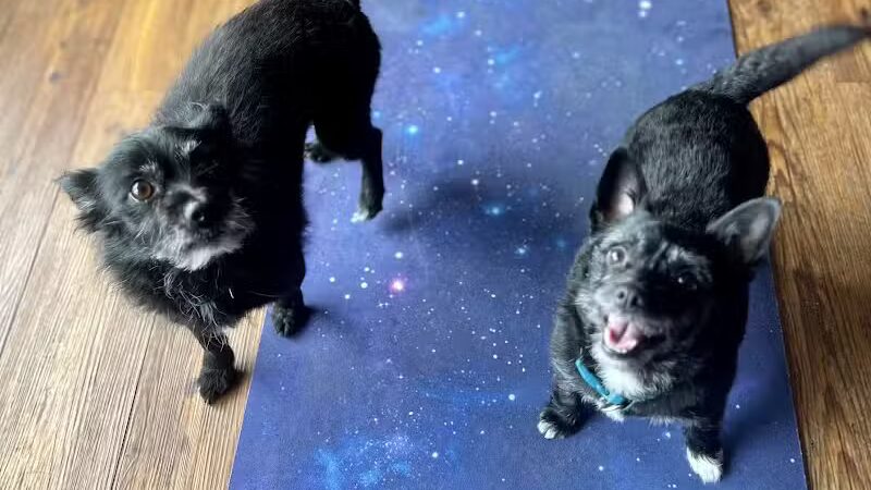 PWA Puppy Spa - Brownville, NE