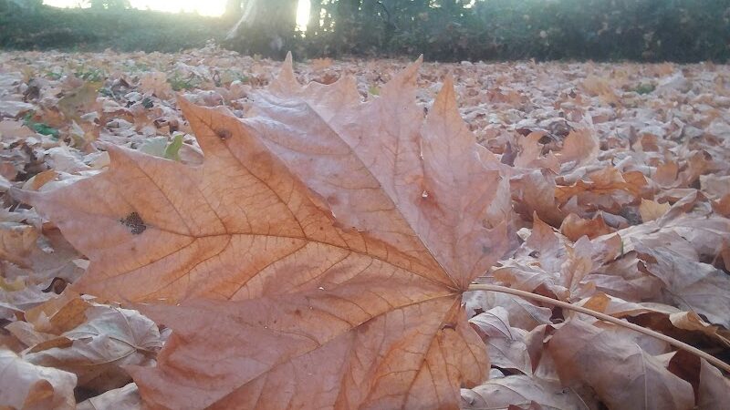 Bucoda Volunteer Park