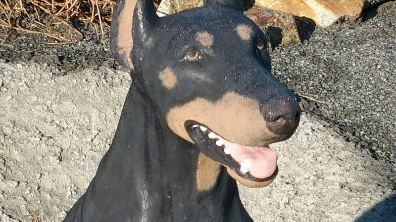 War Dog Memorial - Budd Lake, NJ