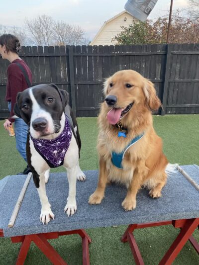 Barkology - Buffalo, NY