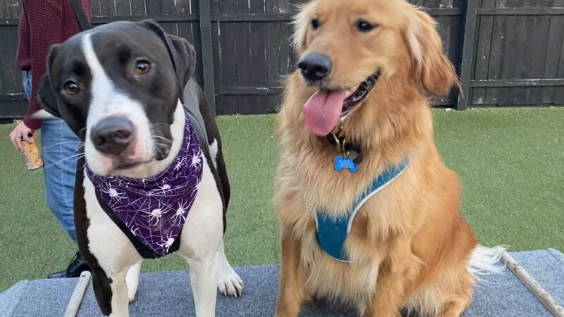 Barkology - Buffalo, NY