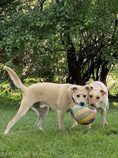 Happy Tails Dog Park - Buffalo Grove - Buffalo Grove, IL
