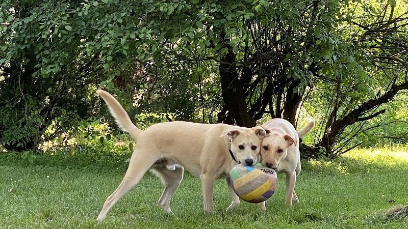 Happy Tails Dog Park - Buffalo Grove - Buffalo Grove, IL