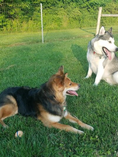 Happy Tails Dog Park - Buffalo Grove - Buffalo Grove, IL