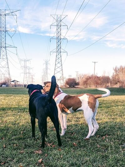 Happy Tails Dog Park - Buffalo Grove - Buffalo Grove, IL