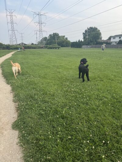 Happy Tails Dog Park - Buffalo Grove - Buffalo Grove, IL