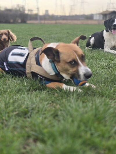 Happy Tails Dog Park - Buffalo Grove - Buffalo Grove, IL