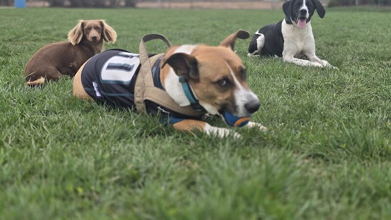 Happy Tails Dog Park - Buffalo Grove - Buffalo Grove, IL
