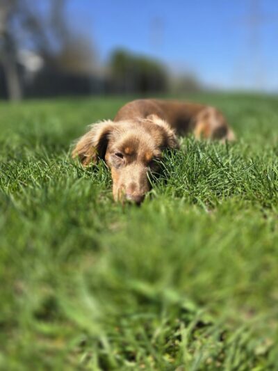 Happy Tails Dog Park - Buffalo Grove - Buffalo Grove, IL