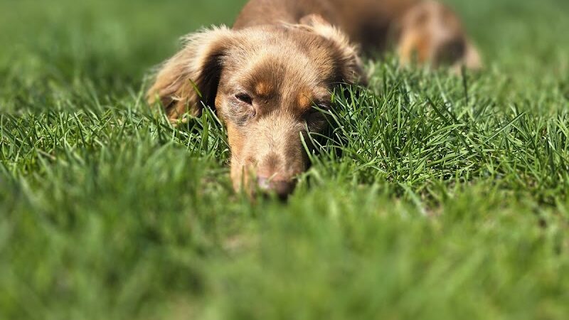 Happy Tails Dog Park - Buffalo Grove - Buffalo Grove, IL