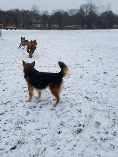 Happy Tails Dog Park - Buffalo Grove - Buffalo Grove, IL