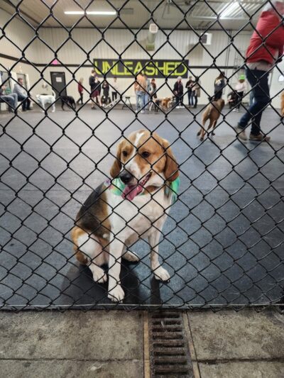 Barkology - Buffalo, NY