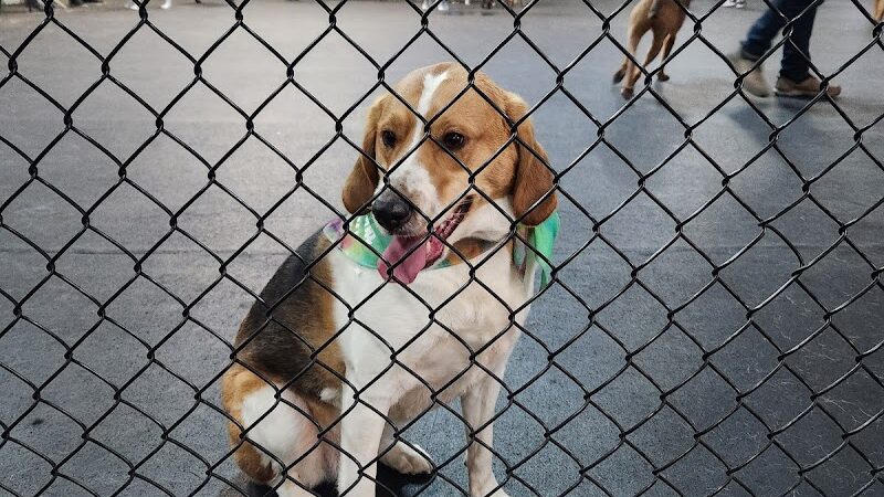 Barkology - Buffalo, NY