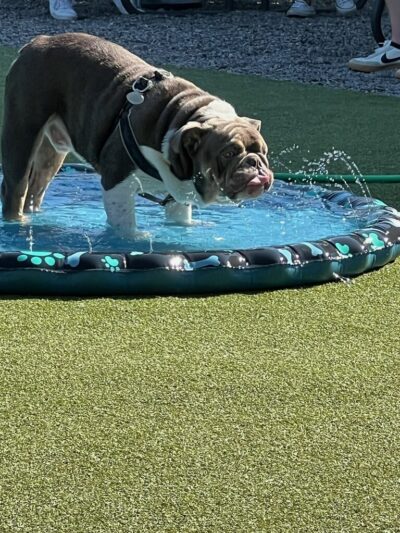 Barkology - Buffalo, NY