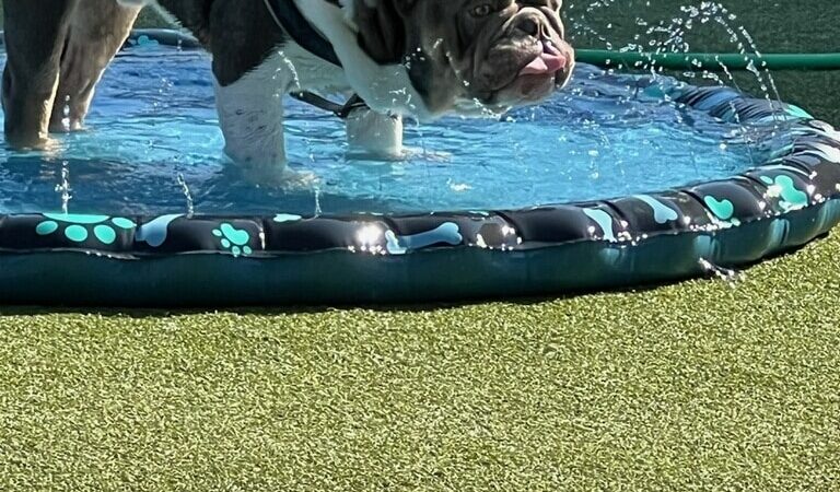 Barkology - Buffalo, NY