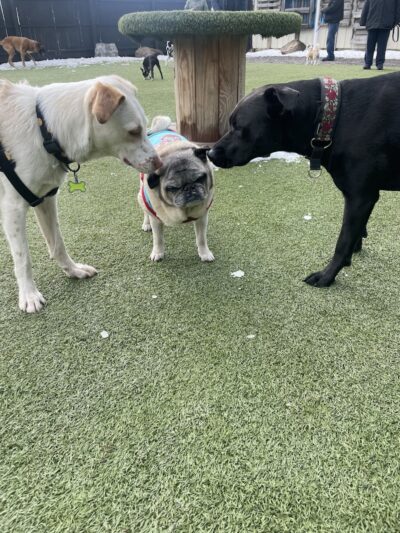 Barkology - Buffalo, NY