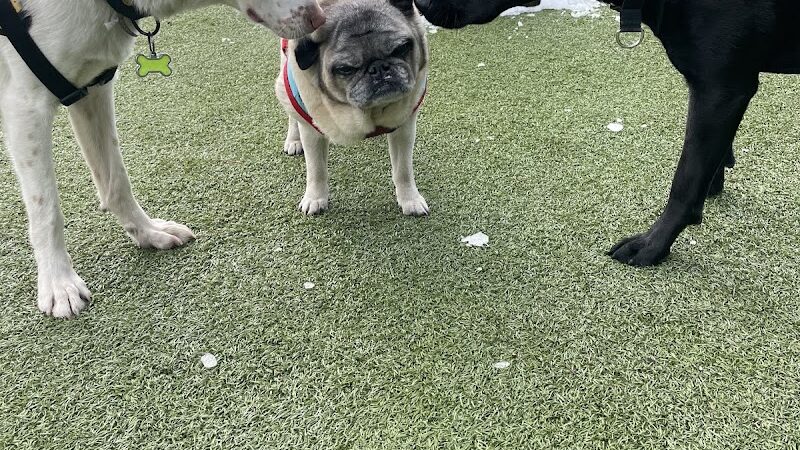 Barkology - Buffalo, NY