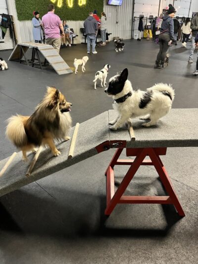 Barkology - Buffalo, NY