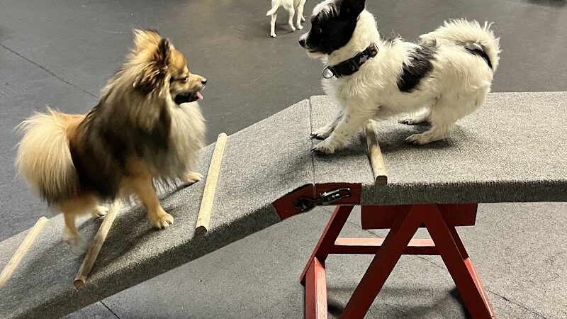 Barkology - Buffalo, NY