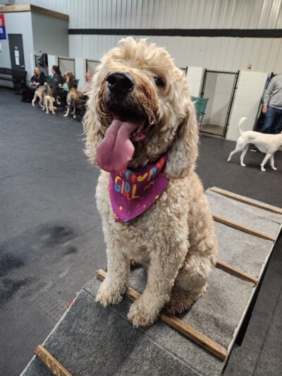 Barkology - Buffalo, NY