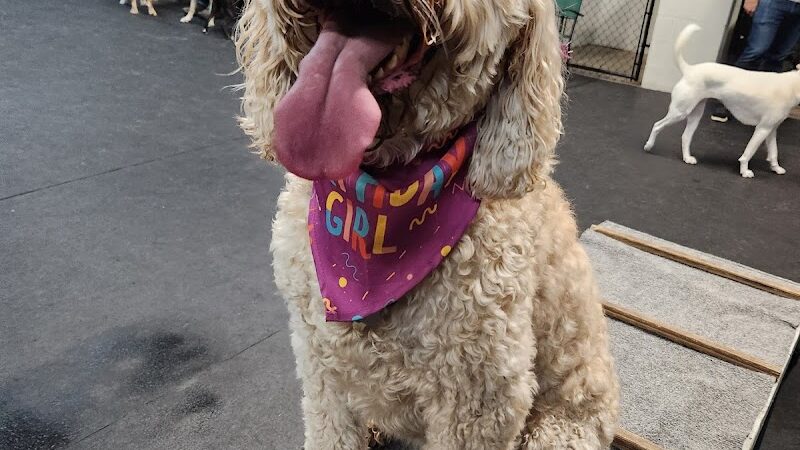 Barkology - Buffalo, NY