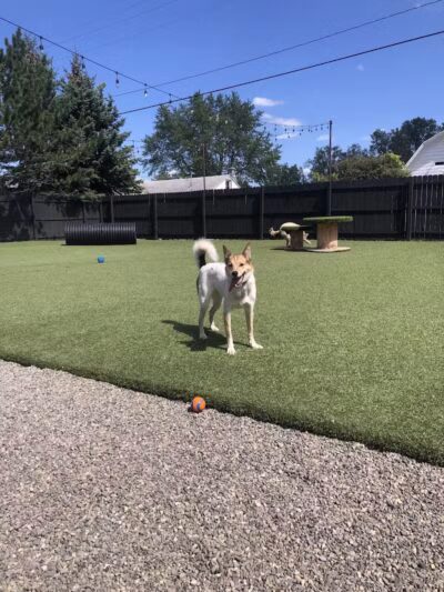 Barkology - Buffalo, NY