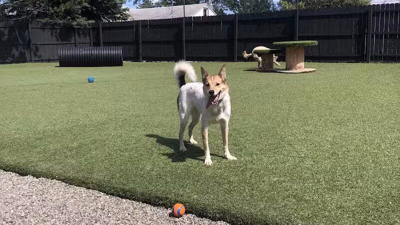 Barkology - Buffalo, NY