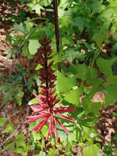 Sam Forse Collins Recreation Area - Burkeville, TX