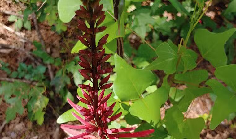 Sam Forse Collins Recreation Area - Burkeville, TX