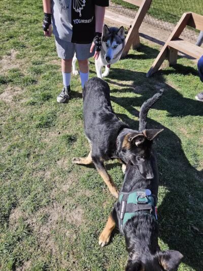 Burlington Regional Dog Park - Burlington, IA