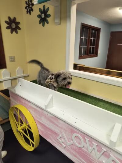 The PARK Indoor Dog Park - Burlington, IA