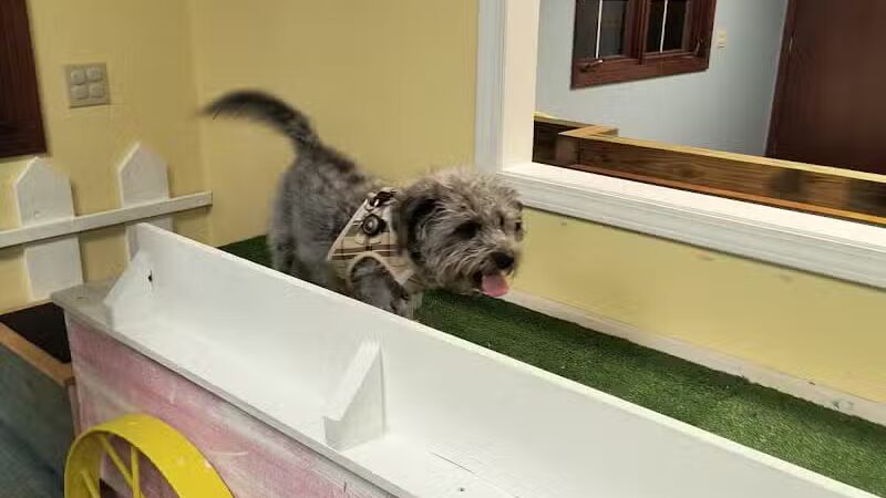 The PARK Indoor Dog Park - Burlington, IA