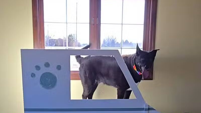 The PARK Indoor Dog Park - Burlington, IA