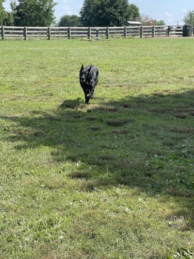 Boone County Dog Park - Burlington, KY